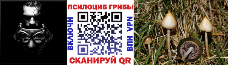 где продают наркотики  Видное  Галлюциногенные грибы GOLDEN TEACHER 