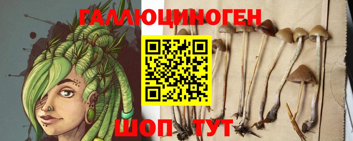 Псилоцибиновые грибы Psilocybe  Видное 